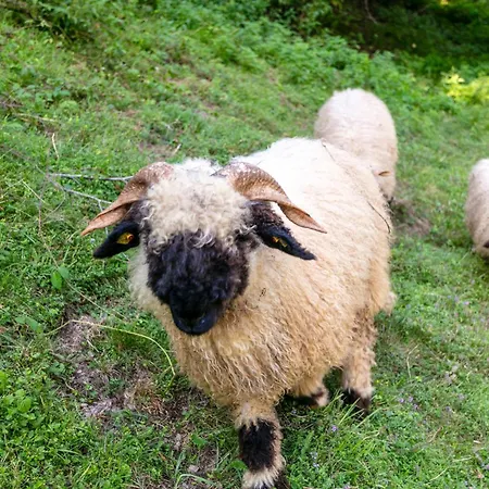 Jaggi Hopfgarten im Brixental